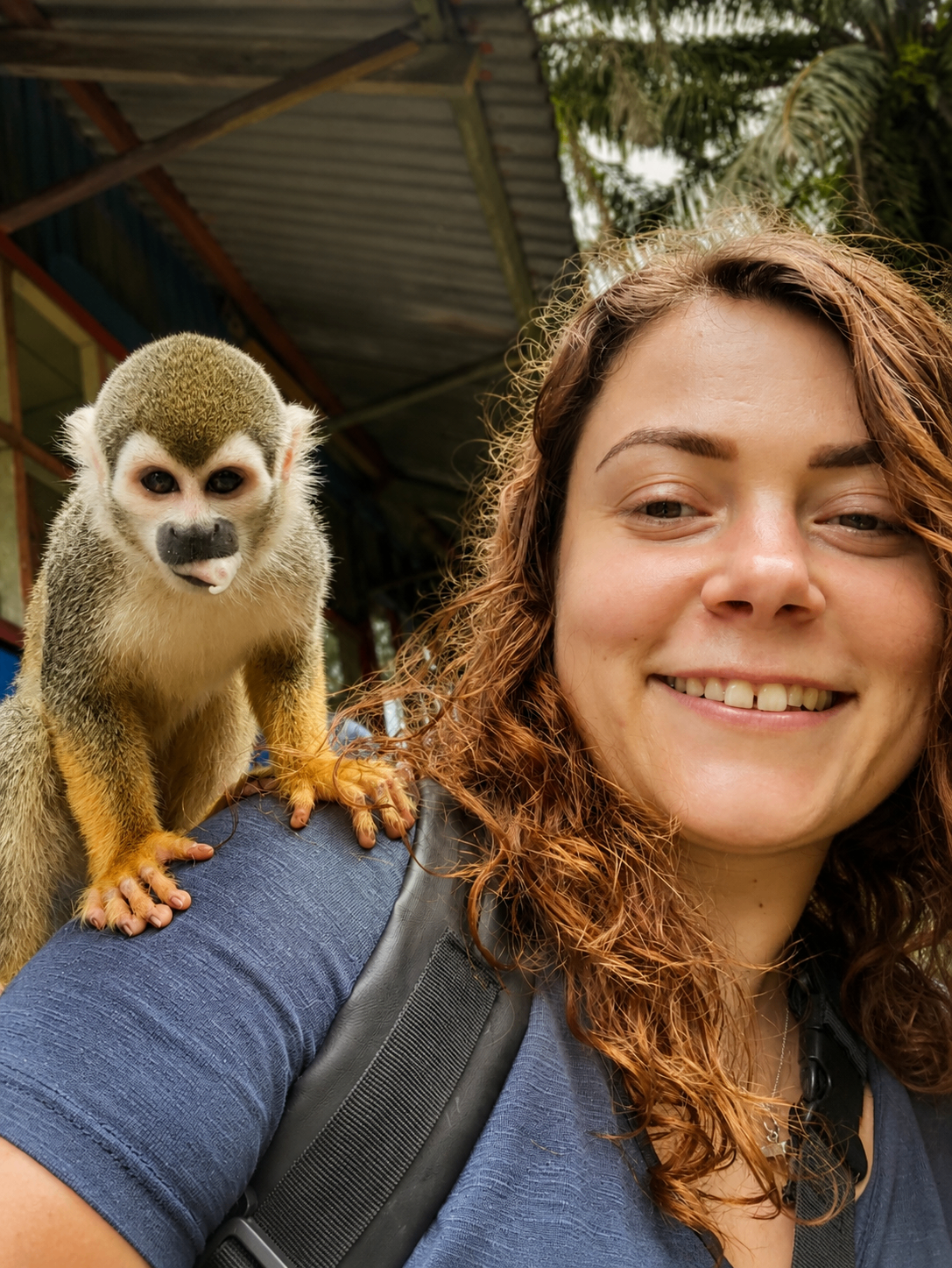 Petit singe en Amazonie colombienne.